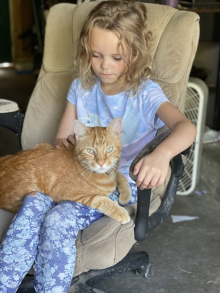 Illustration de l'article : Le vol d'un chat plonge sa famille dans le désarroi, ignorant qu'il se trouvait à 10 heures de route de là