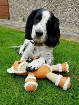 Illustration de l'article : Le Cocker d'une jeune femme atteinte d'une maladie rare devient spontanément son chien d'assistance