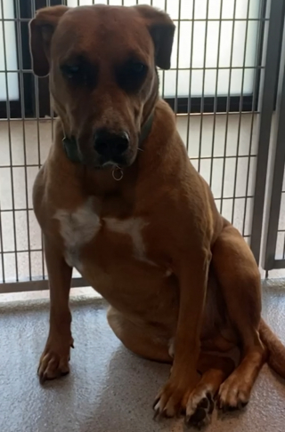 Illustration de l'article : Un chien aveugle et traumatisé par la guerre se morfondait au refuge, son histoire émeut un ancien militaire