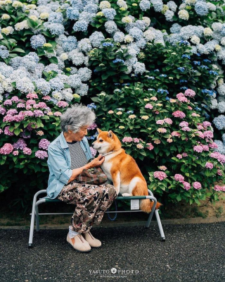 Illustration de l'article : 20 photos sublimes illustrant la touchante amitié qui unit un Shiba Inu et sa maîtresse sénior