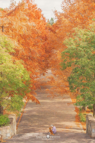 Illustration de l'article : 20 photos sublimes illustrant la touchante amitié qui unit un Shiba Inu et sa maîtresse sénior