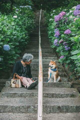 Illustration de l'article : 20 photos sublimes illustrant la touchante amitié qui unit un Shiba Inu et sa maîtresse sénior