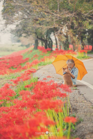 Illustration de l'article : 20 photos sublimes illustrant la touchante amitié qui unit un Shiba Inu et sa maîtresse sénior