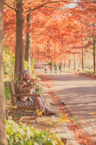 Illustration de l'article : 20 photos sublimes illustrant la touchante amitié qui unit un Shiba Inu et sa maîtresse sénior
