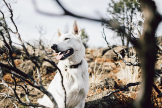 Illustration de l'article : 20 photos de Bergers Blancs Suisses à la robe aussi éclatante que la neige