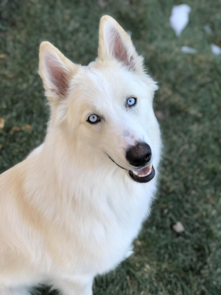 Illustration de l'article : 20 photos de Bergers Blancs Suisses à la robe aussi éclatante que la neige