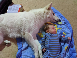 Illustration de l'article : 20 photos de Bergers Blancs Suisses à la robe aussi éclatante que la neige