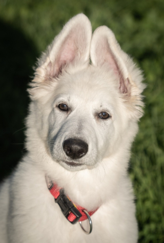 Illustration de l'article : 20 photos de Bergers Blancs Suisses à la robe aussi éclatante que la neige