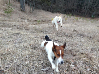 Illustration de l'article : 20 photos de Bergers Blancs Suisses à la robe aussi éclatante que la neige