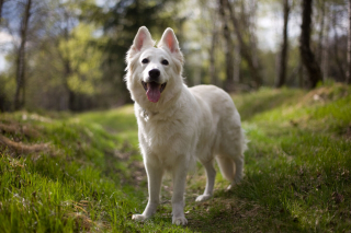 Illustration de l'article : 20 photos de Bergers Blancs Suisses à la robe aussi éclatante que la neige