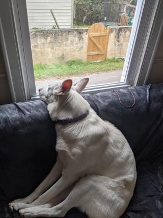 Illustration de l'article : 20 photos de Bergers Blancs Suisses à la robe aussi éclatante que la neige