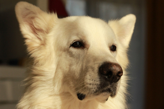 Illustration de l'article : 20 photos de Bergers Blancs Suisses à la robe aussi éclatante que la neige