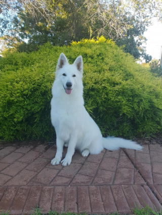 Illustration de l'article : 20 photos de Bergers Blancs Suisses à la robe aussi éclatante que la neige
