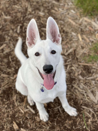 Illustration de l'article : 20 photos de Bergers Blancs Suisses à la robe aussi éclatante que la neige