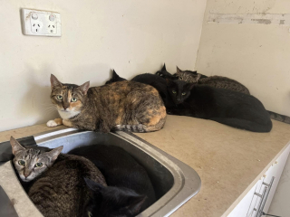 Illustration de l'article : 45 chats découverts livrés à eux-mêmes chez un homme qui essayait jusqu’au bout de les aider