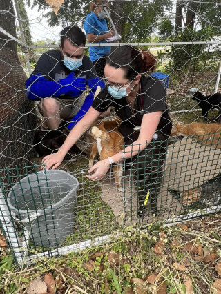 Illustration de l'article : 45 chats découverts livrés à eux-mêmes chez un homme qui essayait jusqu’au bout de les aider