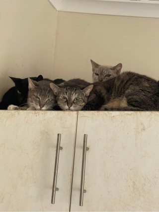 Illustration de l'article : 45 chats découverts livrés à eux-mêmes chez un homme qui essayait jusqu’au bout de les aider