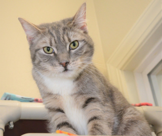 Illustration de l'article : Lucky, le chat maltraité et abandonné, cherche une nouvelle famille pour l'aimer