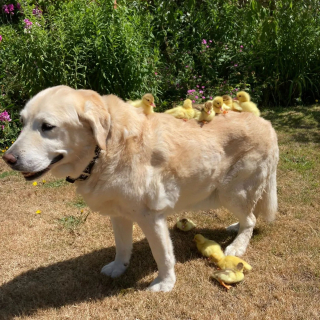 Illustration de l'article : Ce Labrador est un véritable papa poule pour les canetons orphelins et l'a prouvé plus d'une fois