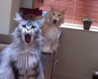 Illustration de l'article : 20 photos illustrant les situations hilarantes que l'on peut vivre en ayant un chat