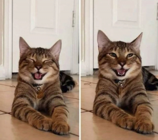 Illustration de l'article : 20 photos illustrant les situations hilarantes que l'on peut vivre en ayant un chat
