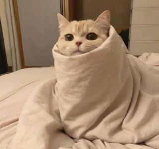 Illustration de l'article : 20 photos illustrant les situations hilarantes que l'on peut vivre en ayant un chat