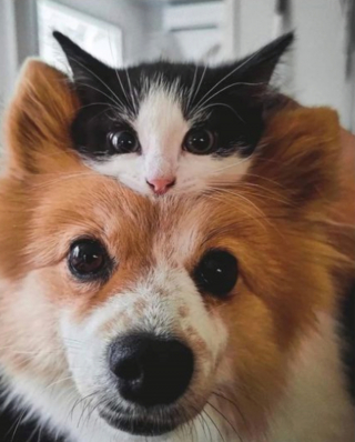 Illustration de l'article : 20 photos illustrant les situations hilarantes que l'on peut vivre en ayant un chat