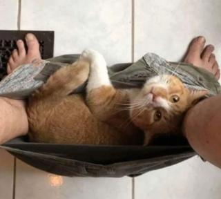 Illustration de l'article : 20 photos illustrant les situations hilarantes que l'on peut vivre en ayant un chat