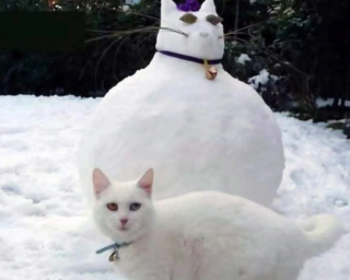 Illustration de l'article : 20 photos illustrant les situations hilarantes que l'on peut vivre en ayant un chat