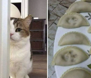 Illustration de l'article : 20 photos illustrant les situations hilarantes que l'on peut vivre en ayant un chat