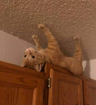 Illustration de l'article : 20 photos illustrant les situations hilarantes que l'on peut vivre en ayant un chat