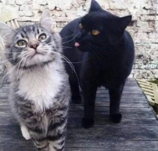 Illustration de l'article : 20 photos illustrant les situations hilarantes que l'on peut vivre en ayant un chat