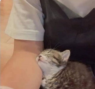 Illustration de l'article : 20 photos illustrant les situations hilarantes que l'on peut vivre en ayant un chat