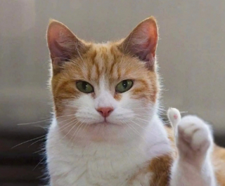 Illustration de l'article : 20 photos illustrant les situations hilarantes que l'on peut vivre en ayant un chat