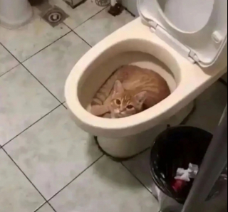 Illustration de l'article : 20 photos illustrant les situations hilarantes que l'on peut vivre en ayant un chat