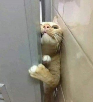 Illustration de l'article : 20 photos illustrant les situations hilarantes que l'on peut vivre en ayant un chat