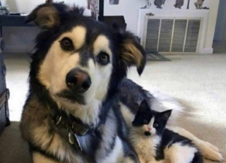 Illustration de l'article : 20 photos illustrant les situations hilarantes que l'on peut vivre en ayant un chat