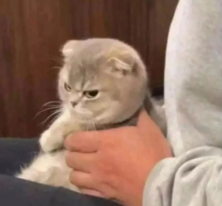 Illustration de l'article : 20 photos illustrant les situations hilarantes que l'on peut vivre en ayant un chat