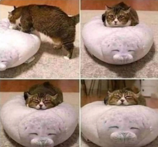 Illustration de l'article : 20 photos illustrant les situations hilarantes que l'on peut vivre en ayant un chat