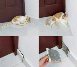 Illustration de l'article : 20 photos illustrant les situations hilarantes que l'on peut vivre en ayant un chat