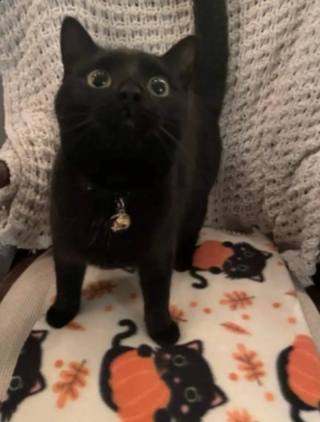 Illustration de l'article : 20 photos illustrant les situations hilarantes que l'on peut vivre en ayant un chat