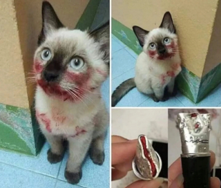 Illustration de l'article : 20 photos illustrant les situations hilarantes que l'on peut vivre en ayant un chat