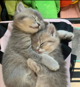 Illustration de l'article : 20 photos illustrant les situations hilarantes que l'on peut vivre en ayant un chat