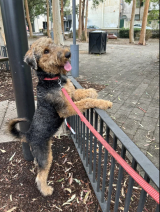 Illustration de l'article : 20 photos montrant pourquoi l'Airedale est le "Roi des Terriers"