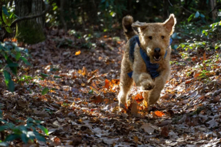 Illustration de l'article : 20 photos montrant pourquoi l'Airedale est le "Roi des Terriers"