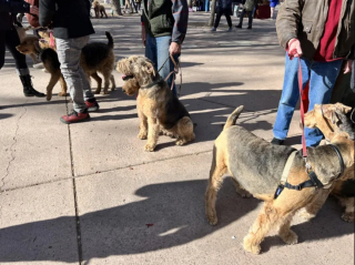 Illustration de l'article : 20 photos montrant pourquoi l'Airedale est le "Roi des Terriers"