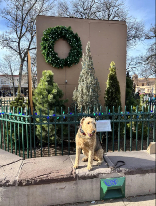 Illustration de l'article : 20 photos montrant pourquoi l'Airedale est le "Roi des Terriers"
