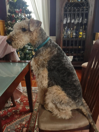 Illustration de l'article : 20 photos montrant pourquoi l'Airedale est le "Roi des Terriers"