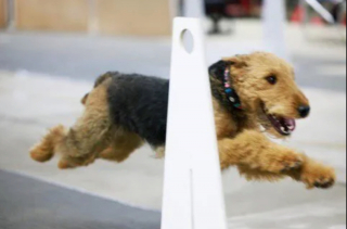 Illustration de l'article : 20 photos montrant pourquoi l'Airedale est le "Roi des Terriers"