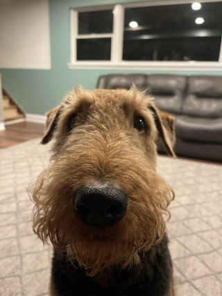 Illustration de l'article : 20 photos montrant pourquoi l'Airedale est le "Roi des Terriers"